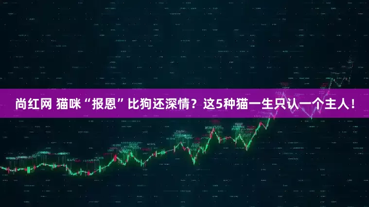 尚红网 猫咪“报恩”比狗还深情？这5种猫一生只认一个主人！